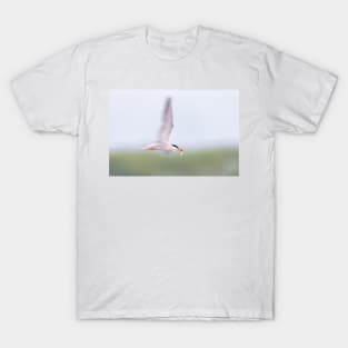 Common Tern Zooming T-Shirt